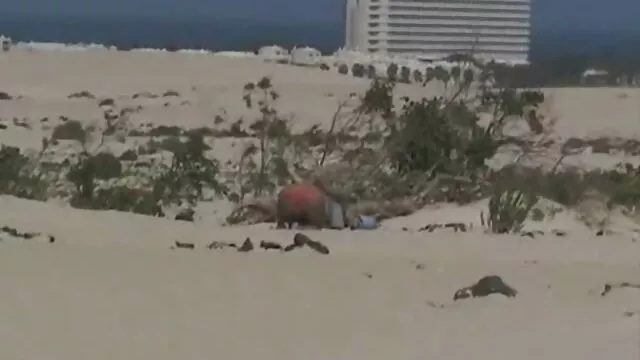 Bimbo consigue boca follada jovencitas de coños peludos en la oficina